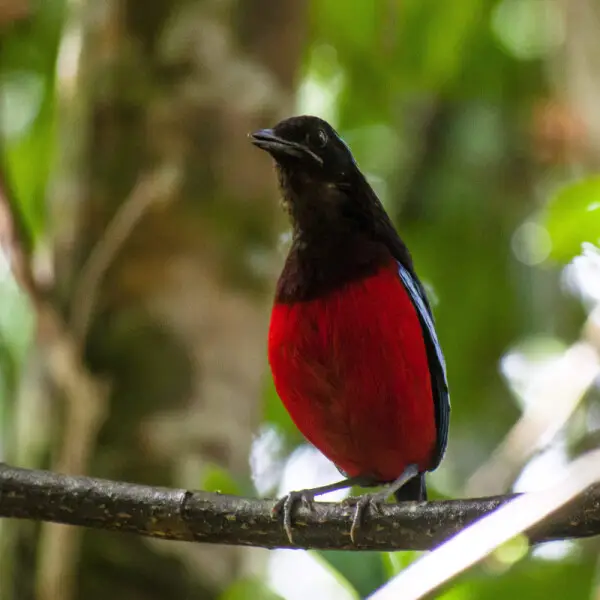 Black-crowned (or Black-and-crimson) pitta calling from a perch in Danum Valley Conservation Area, Sabah, Malaysia