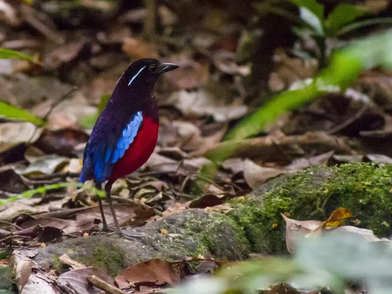 Black-crowned (or Black-and-crimson) pitta on the forest floor in Danum Valley Conservation Area, Sabah, Malaysia