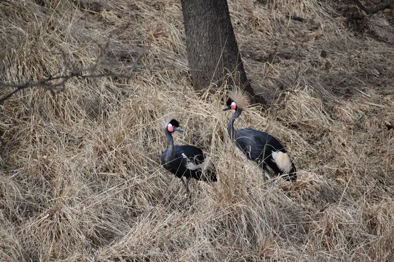black crowned cranes facing each other