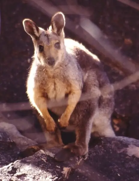 Black-footed Rock-wallaby (Petrogale lateralis), McDonnell Ranges, Australia