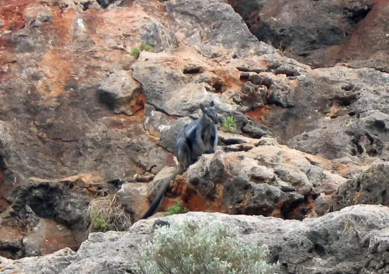 Black Footed Rock Wallaby