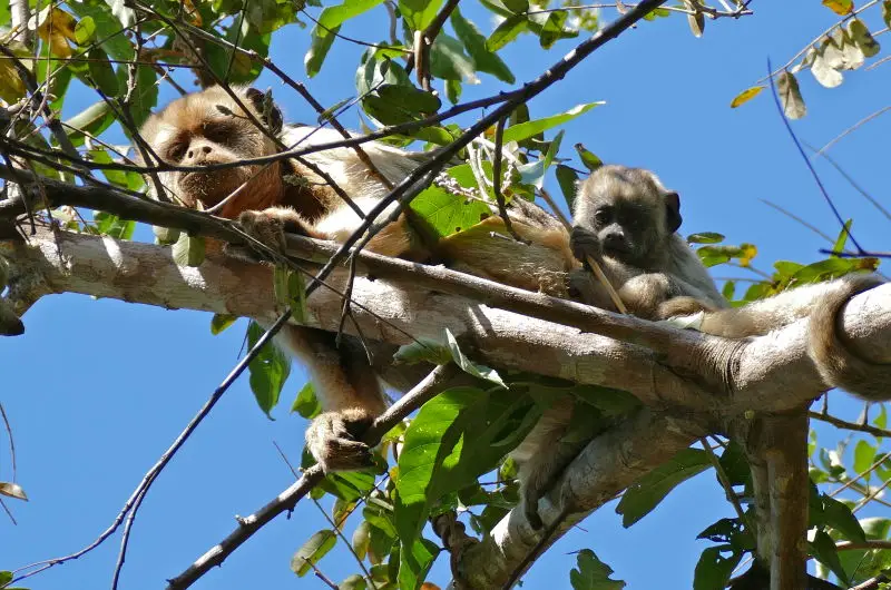 Black Howler Monkey (Alouatta caraya) female with young ...
