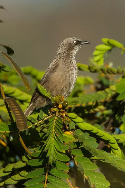 Black-lored Babbler - Naivasha - Kenya 06_0765