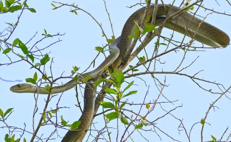 Black Mamba (Dendroaspis polylepis) juvenile (under 2m...) on top of a tree ...