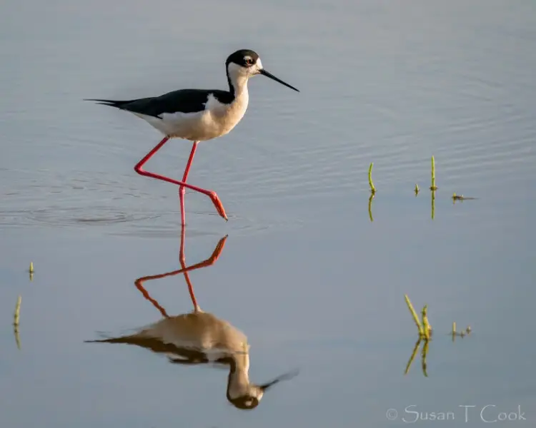 Black-necked stilt - Facts, Diet, Habitat & Pictures on Animalia.bio