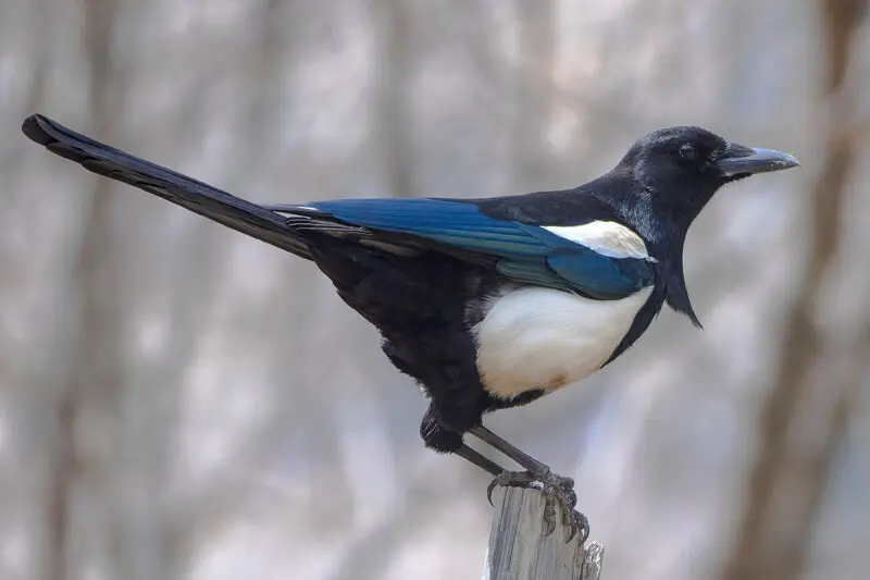 The species Black-rumped Magpie Pica bottanensis had been photographed from the Bumthang township area during the photography tour of GoingWild in Bhutan in March 2017.