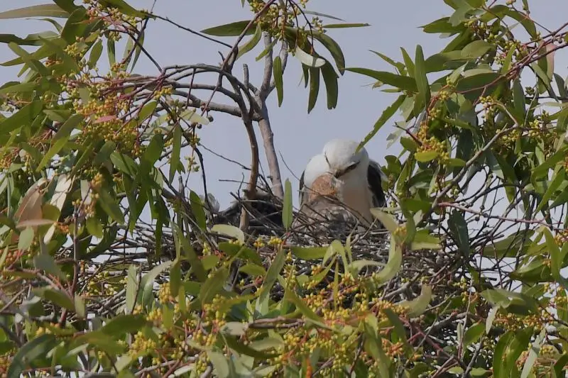Black - shouldered Kite ( mum feeding the young )