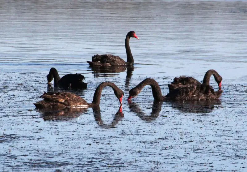 Black Swans off Canton Beach, Tuggerah Lake