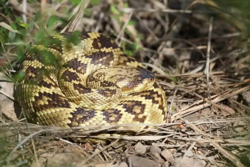 Black-tailed Rattlesnake | Hunter Canyon | Sierra Vista |AZ | 2015-10-03at12-38-421