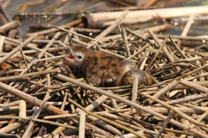 Black Tern chick with band and 2 eggmates, St. Clair Flats, 21 July 2014