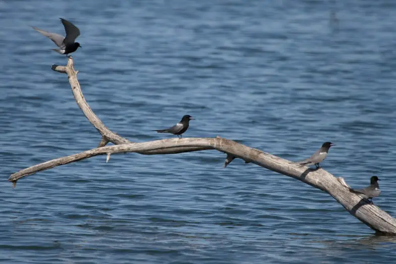 Black Tern|Malheur NWR|OR | 2014-05-14at10-33-5221