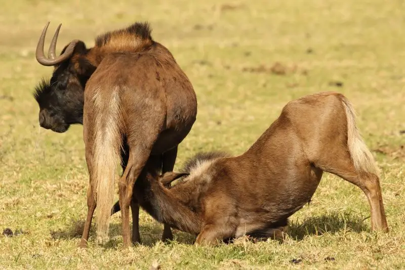 Black wildebeest, or white-tailed gnu, Connochaetes gnou at Krugersdorp Game Reserve, Gauteng, South Africa