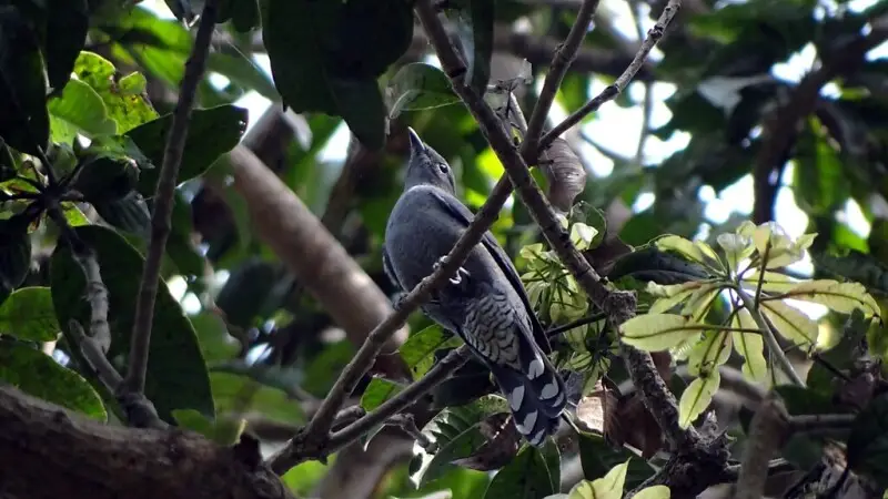 Black-winged Cuckooshrike (female)