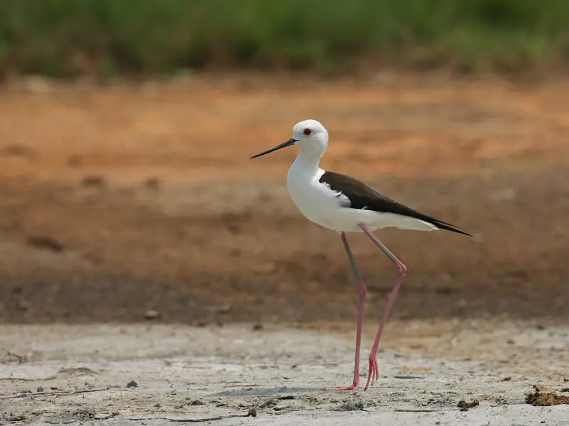 Black-winged stilt - Facts, Diet, Habitat & Pictures on Animalia.bio