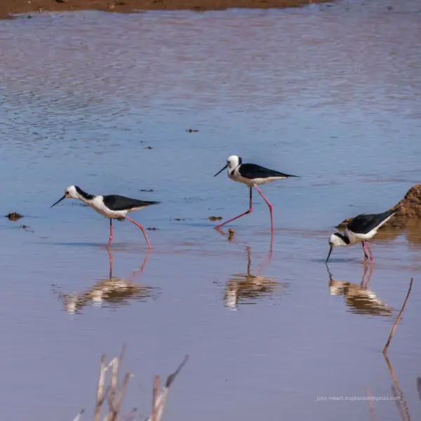 Pied stilts, also known as black-winged stilts, exploit shallow, ephemeral wetlands on the floodplains of the Burke and other rivers of Boulia Shire.