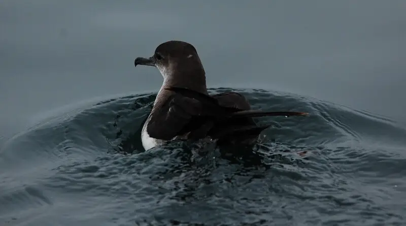 A Black-vented Shearwater Puffinus opisthomelas off the coast of Northern California.