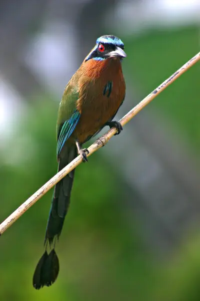 Blue-crowned motmot, Momotus momota bahamensis, at Arnos Vale, Tobago. Colours brightened by Fir0002 and image shrunk by myself. The original image and the camera settings can be found at Image:Blue-crowned Motmot front.jpg.