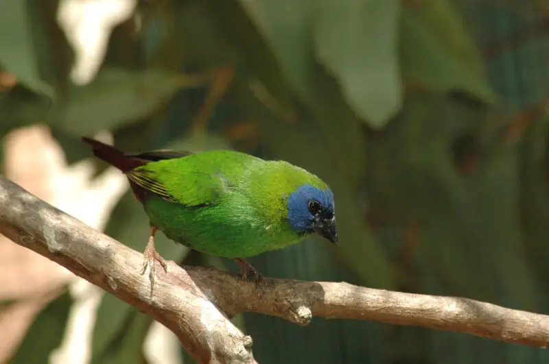 A Blue-faced Parrotfinch from my aviary.