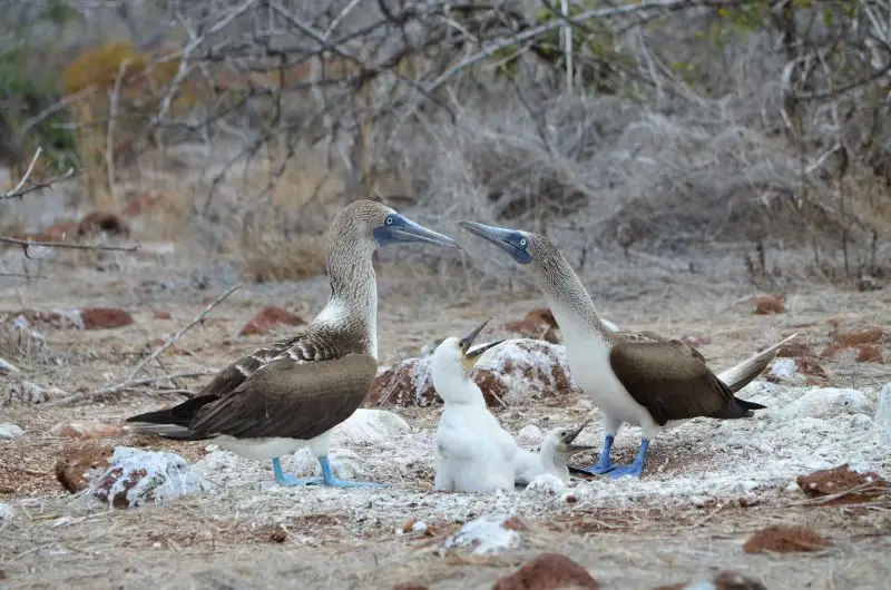 Blue-footed Boobies with two young, Galápagos