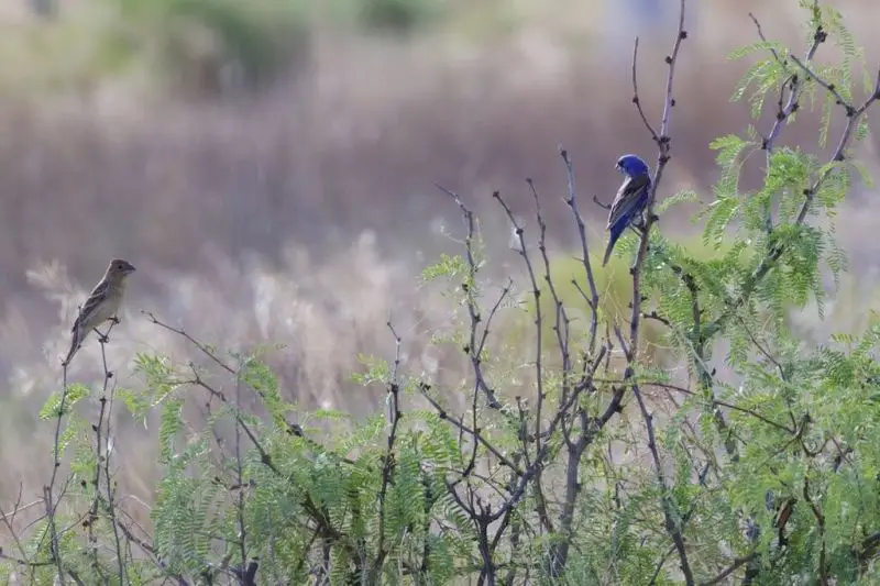 Blue Grosbeak ( male & female) | Stateline Rd | Portal | AZ | 2015-06-29at08-18-32