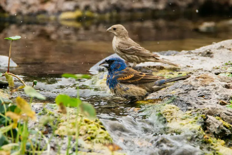 Blue Grosbeak (Passerina caerulea)