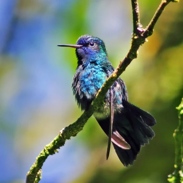 Blue-headed hummingbird