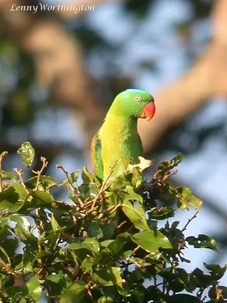 Blue-naped Parrot Tanygnathus lucionensis hybridus