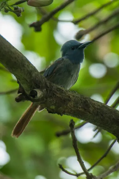 Blue Paradise Flycatcher fem - Palawan - Philippines_H8O0528