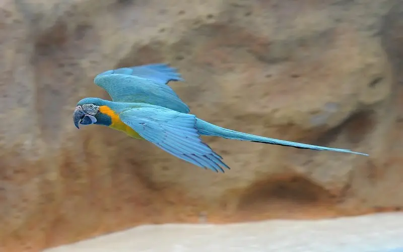 Blue-Throated Macaw photo