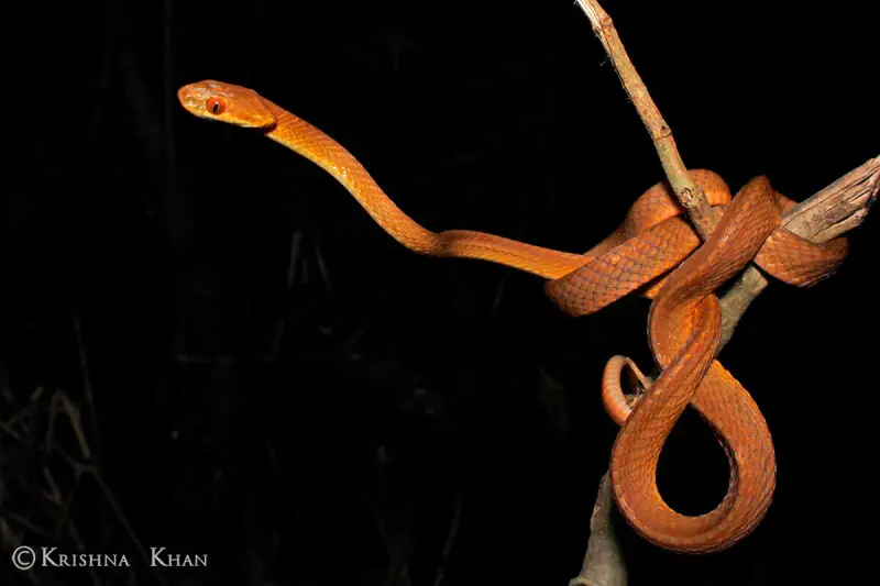 Boiga ochracea Tawny Cat snake by Ashahar alias Krishna Khan