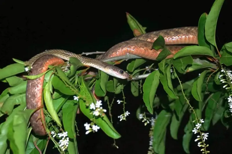 Boiga siamensis showing the orange tones on scales and belly