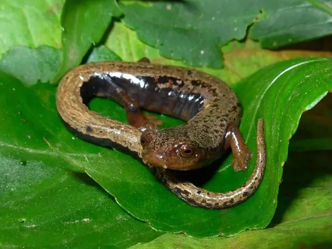 Yarumal climbing salamander