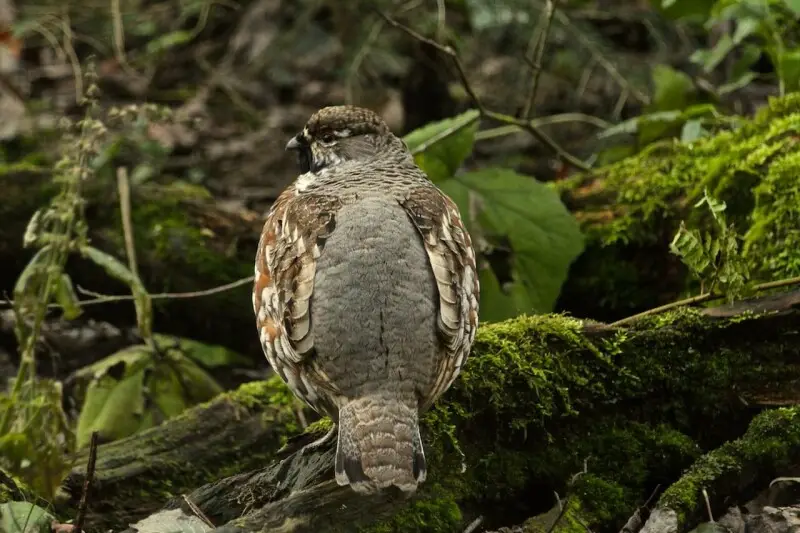 A Hazel Grouse in Bayerischer Wald (Bavarian Forest), Europe.