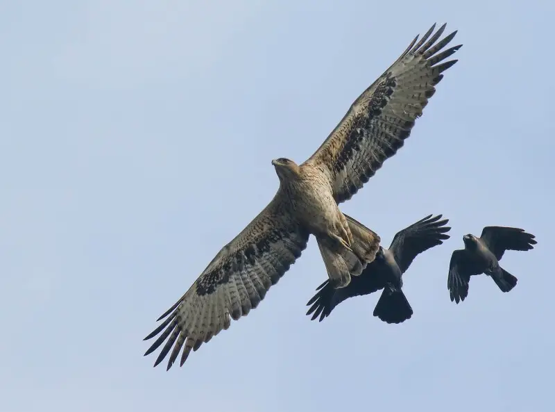 Bonelli's Eagle (Aquila fasciata) captured at Maralla, Sialkot, Punjab, Pakistan with Canon EOS 7D Mark II