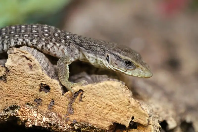 Savannah Monitor Facts, Diet, Habitat & Pictures on Animalia.bio