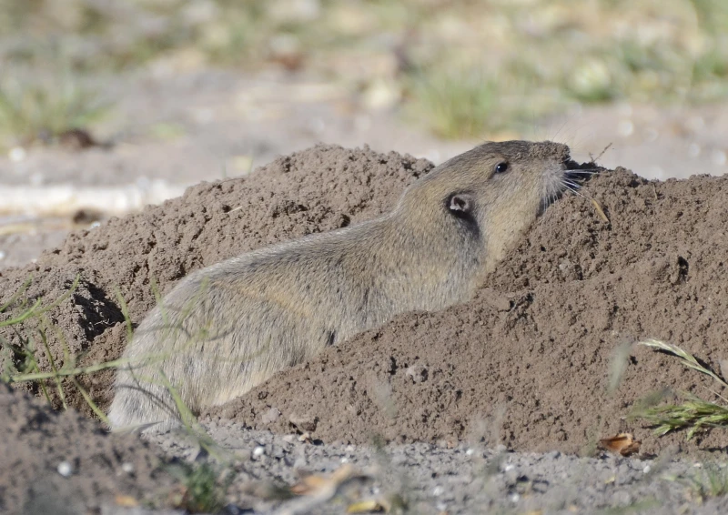 Thomomys bottae Fatti, dieta, habitat e immagini su Animalia.bio