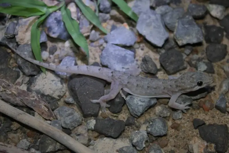 Oriental leaf-toed gecko - Facts, Diet, Habitat & Pictures on Animalia.bio