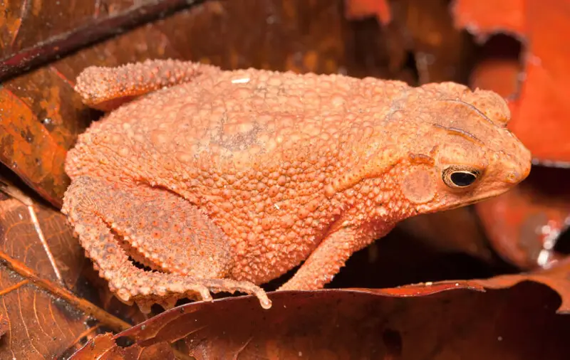 Known before as Bufo quadriporcatus (from other sources). We found this rather cute little frog almost blending itself on the ground full of orange and brown leaves. Name came from the four raised ridges between its eyes. This is male as the male ones are