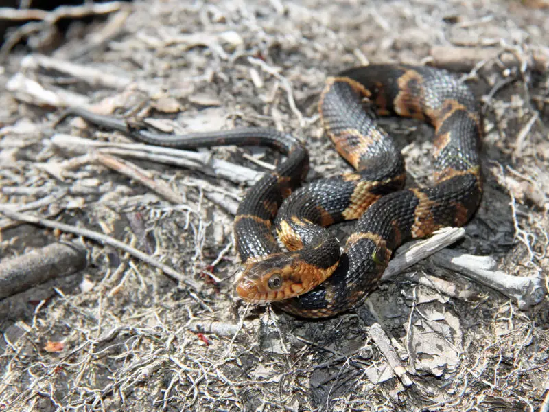 Broad-banded Water Snake (Nerodia fasciata confluens)