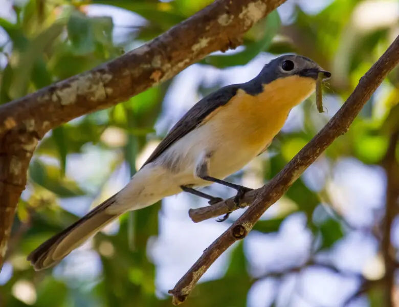 Broad Billed Flycatcher with caterpillar - Fogg Dam, Middle Point, Northern Territory, Australia