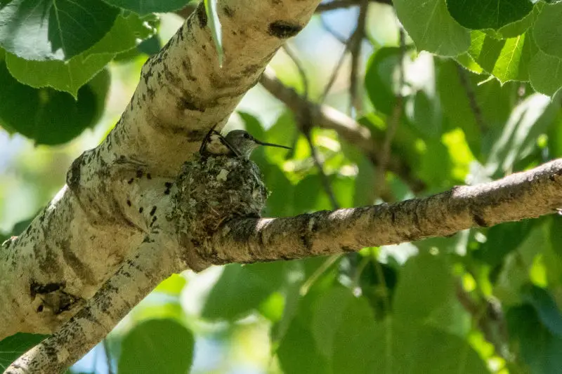 Broad-tailed Hummingbird ( female on nest) | Lady Slipper Trail | Angel Fire | NM|2019-07-15|11-54-48