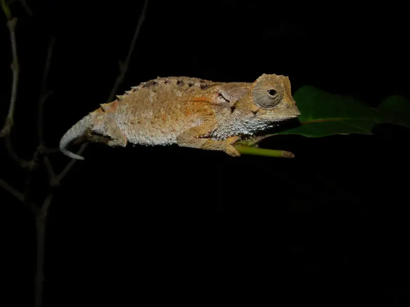 Brookesia decaryi факти, дієта, ареал і фотографії на Animalia.bio