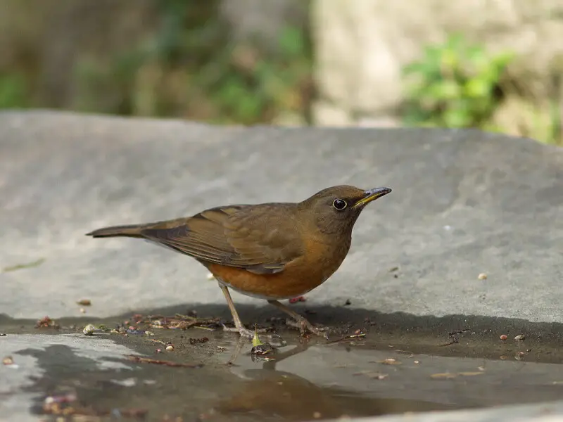 Common winter visitor in Taiwan. Taken at C.K.S. Memorial Hall, Taipei.
