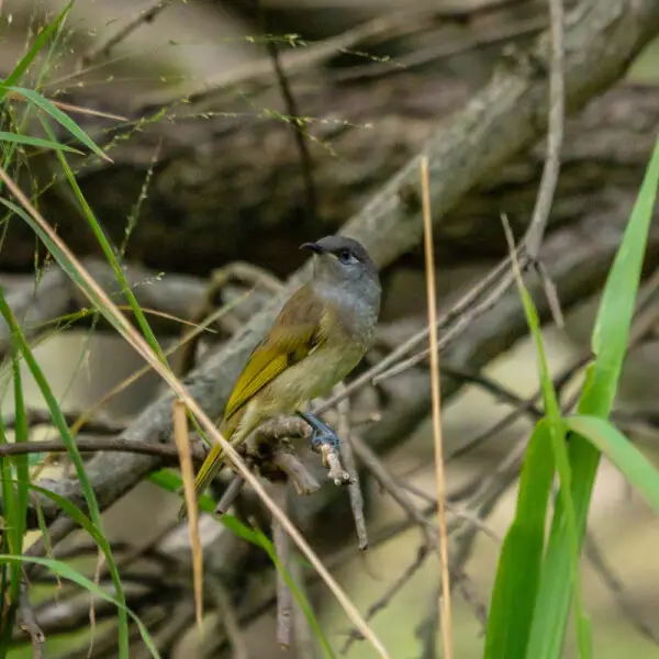 What the Brown honeyeater (Lichmera indistincta), lacks in plumage it compensates for in song, being sometimes referred to as the 'bush canary'.  It appears in 7th Brigade Park, Chermside, whenever nectar bearing flowers are in abundance.  The bird's swee