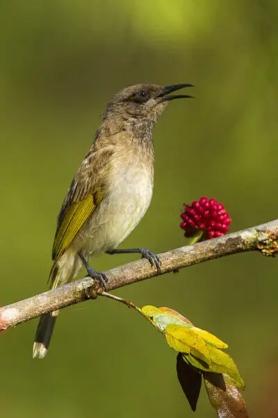 Brown Honeyeater - Kingfisher Park - Queensland_S4E8401