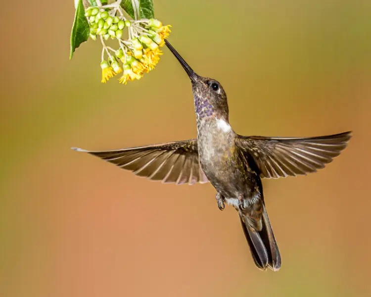This hummingbird photo was taken at Tandayapa Bird Lodge in Ecuador.