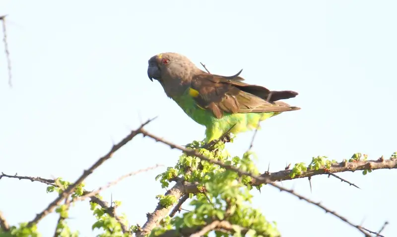 Brown-necked Parrot (Poicephalus fuscicollis)