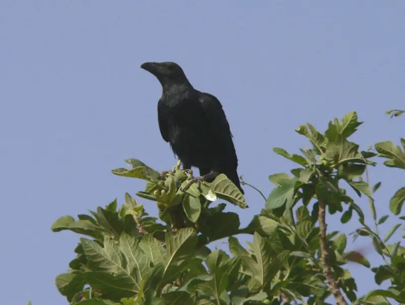 Brown-necked Raven Corvus ruficollis on fig tree, Timia, Aïr Mountains, Niger