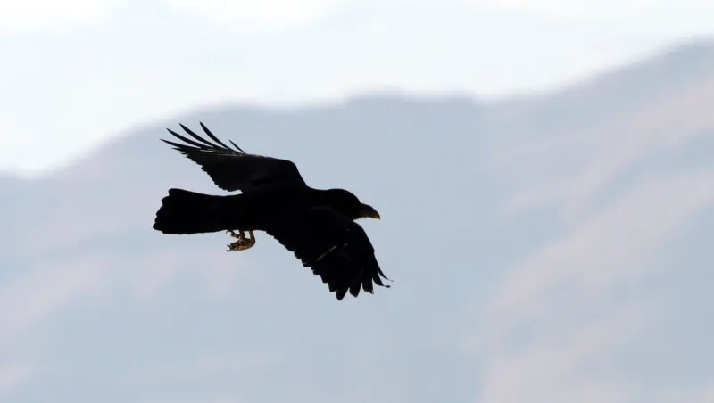 Brown-necked raven

Israel
