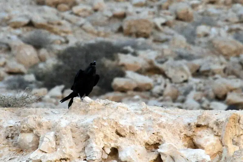 Brown-necked Raven Corvus ruficollis, Israel